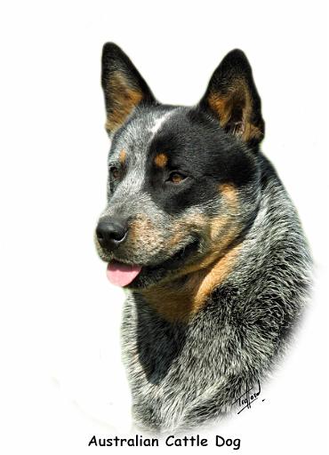 Australian Cattle Dog 9F061D-05_2.jpg